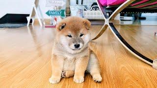 Shiba Inu Puppies Adorable Moments