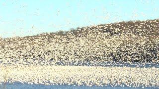 Warmer temperatures bring a return of snow geese to Middle Creek