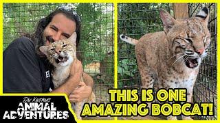 Meet the FRIENDLIEST BOBCAT in the world!