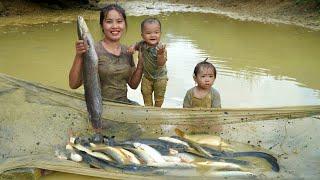 Harvest giant fish in the family pond to sell at the market - cook food for pigs