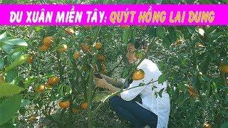 THAM QUAN VƯỜN QUÝT HỒNG LAI DUNG ĐỒNG THÁP - HỒNG THANH FOOD