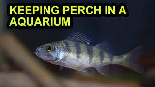 Keeping Perch in a Aquarium (UK)