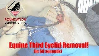 Removing the Third Eyelid of a Horse