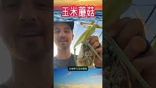 为什么发霉的玉米反而更加贵了 #冷知识 #科普