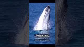 The Challenges of Whale Mating! #animalintelligence #wildlifefacts #wildlife #animalfacts