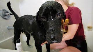 90 POUND LABRADOR TAKES A BATH!!