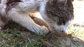 Cat eats lizard