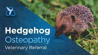 Hedgehog Osteopathy