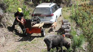 Angry Ram supervising wood splitting