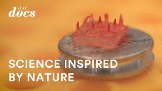 Glue like a snail’s trail: Turning to nature for surgical innovations