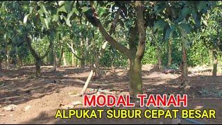 Luar Biasa...!!  Dengan Hal Sederhana Ini Alpukaat Tumbuh Subur Dan Cepat @BIBITUNGGUL