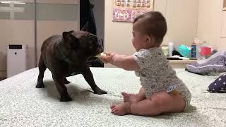 Doggo Steals Baby's Lunch