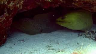 Two Moray Eels Same Cave