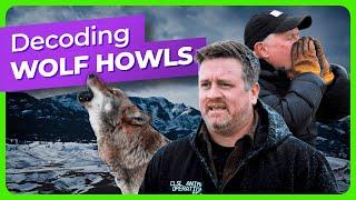 Decoding Wolf Howls and Behavior with AI