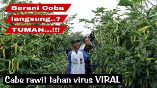 Cabe rawit berbuah lebat tahan virus gemini