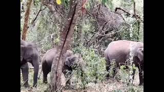 Tamilnadu Satya Mangalam Tiger forest look like amazing beautiful nature what's app  status