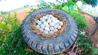 Wow amazing! a smart farmer pick a lots of duck eggs in tires tractor under tree / Mr Farmer TV
