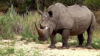 Angry Rhino won’t let us pass