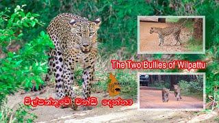 Two bullies cubs of Wilpattu National Park | Wilpattu Sri Lanka