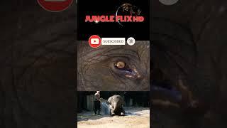 jungle flix hd Elephants shorts video 1 Minutes