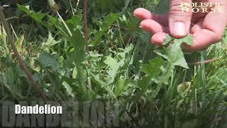 Herbs n  Pastures  Dandelion