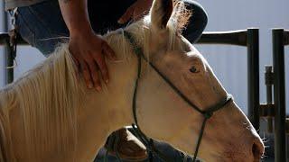 Preparation for Saddling | Porthos | Training Tuesdays