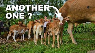 4 NEW COWS IN LESS THAN 6 MONTHS? | HOW ? | SAMOA FARMER