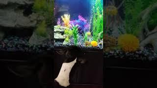 Great Dane Dog Sniffs and Looks Around Aquarium to Try Find and Eat Fish - 1063890-2