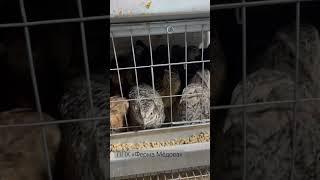 #деревня #animals #животные #лето #перепела #содержаниеперепелов