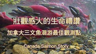 加拿大三文魚洄游最佳觀測點: 壯觀感人的生命禮讚 Salmon Retuning Journey