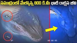 సముద్రంలో మేల్కొన్న 800 కి.మీ భారీ రాక్షస జీవి | Does Leviathan Really Exist? | FN-20 Telugu