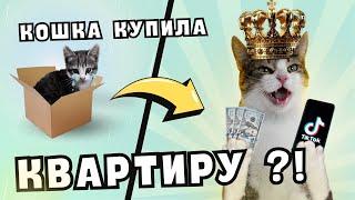 Кошка Мята: как мы стали блогерами?