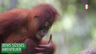 Eine süße Lektion | BOS | orangutan.de