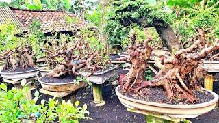 CEK HARGA BONSAI YANG BANYAK DIGEMARI PARA PEMULA