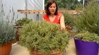 How to cut back French Lavender