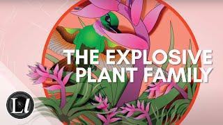 Bromeliads: the explosive plant family