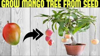 How To Grow a Mango Tree From Seed | SEED TO HARVEST