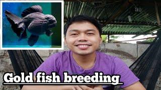 How to Breed Gold fish  | natural breeding | black Thai oranda |