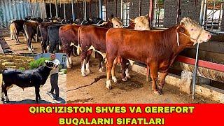 QIRG’IZISTON SHVES BUQALARI ️88-664-99-09 VA GEREFORT BUQALAR