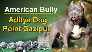 American Bully Puppy for Sale | About American Bully | ADITYA DOG POINT GAZIPUR