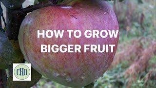 How to Grow Bigger Fruit