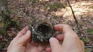 Nature Moments: How to Build a Bird's Nest