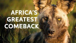 Tracking The Rarest Wild Dogs Across The African Wilderness