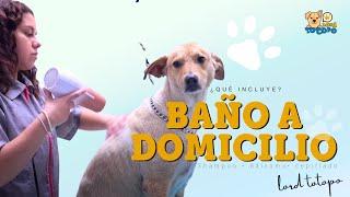 Que incluye un baño para tu mascota - Estilista canino a domicilio Lord Totopo #Petlover