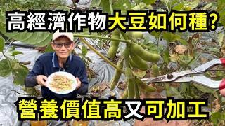 大豆(黃豆)如何種?提高結莢3關鍵，土壤條件、水分管理如何做?營養價值高又可加工| 阿星種植