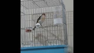 Goldfinch hybrid singing