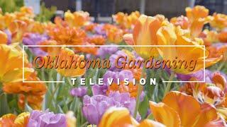 A Pop of Color on the Best of Oklahoma Gardening March 1, 2025