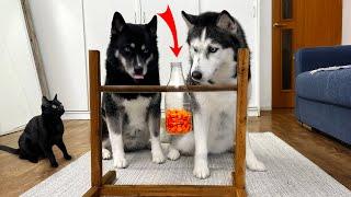 New IQ Test For My Husky Dogs And Cats! Food in a Hanging Bottle