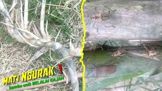 MBOLANG BAMBU UNIK DAPATKAN BELALAI GAJAH MATI NGURAKAdde Benuas