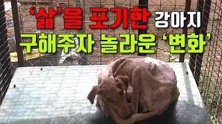 [동물 구조 반응] 삶을 포기한 강아지, 구해주자 반응과 놀라운 변화